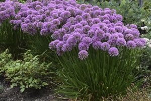 Allium 'Millenium'